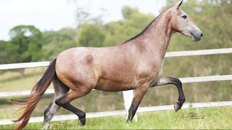 Mangalarga Marchador Beleza Versatilidade E Tradi O Brasileira