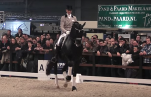 cavalo bem adestrado