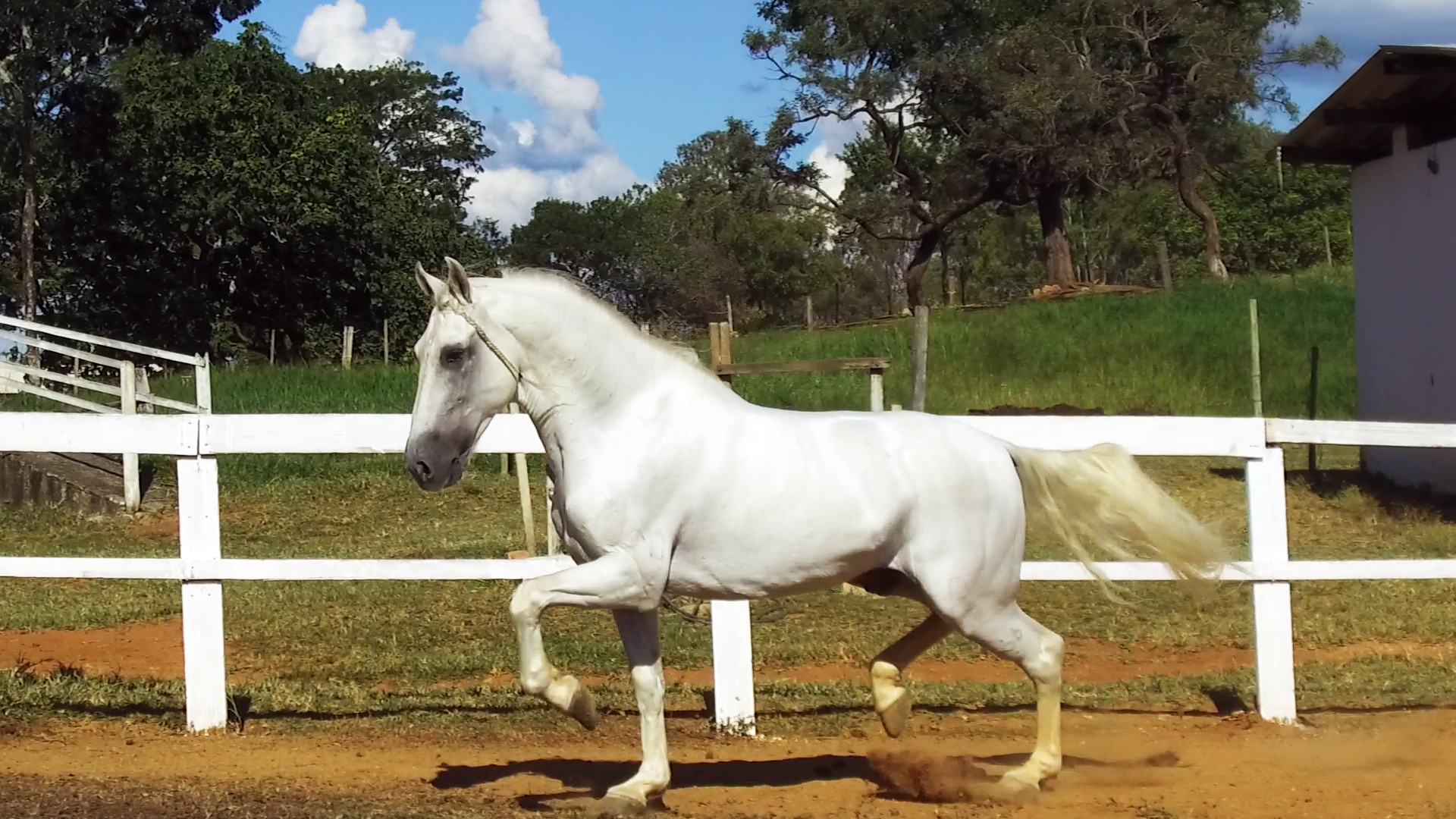 Cavalo Mangalarga Marchador a venda