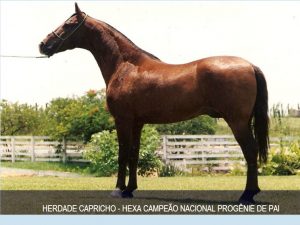 padrão racial do magalarga marchador