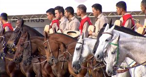 preparar cavalo para a 37ª exposição nacional do mangalarga marchador