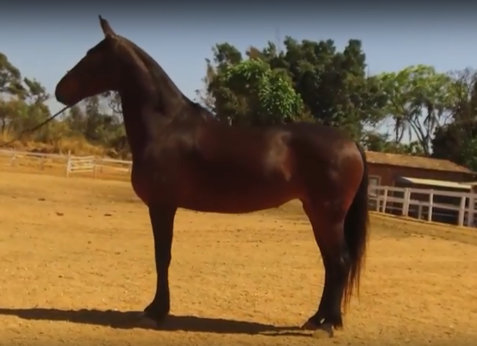 Conheça o mangalarga, considerado o principal cavalo de sela do mundo