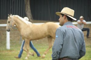 critérios do julgamento de marcha do mangalarga marchador