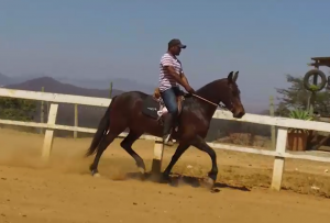 Haras em Lagoa Santa MG