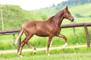 Mangalarga Marchador