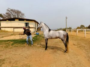 Cavalo preço mangalarga marchador