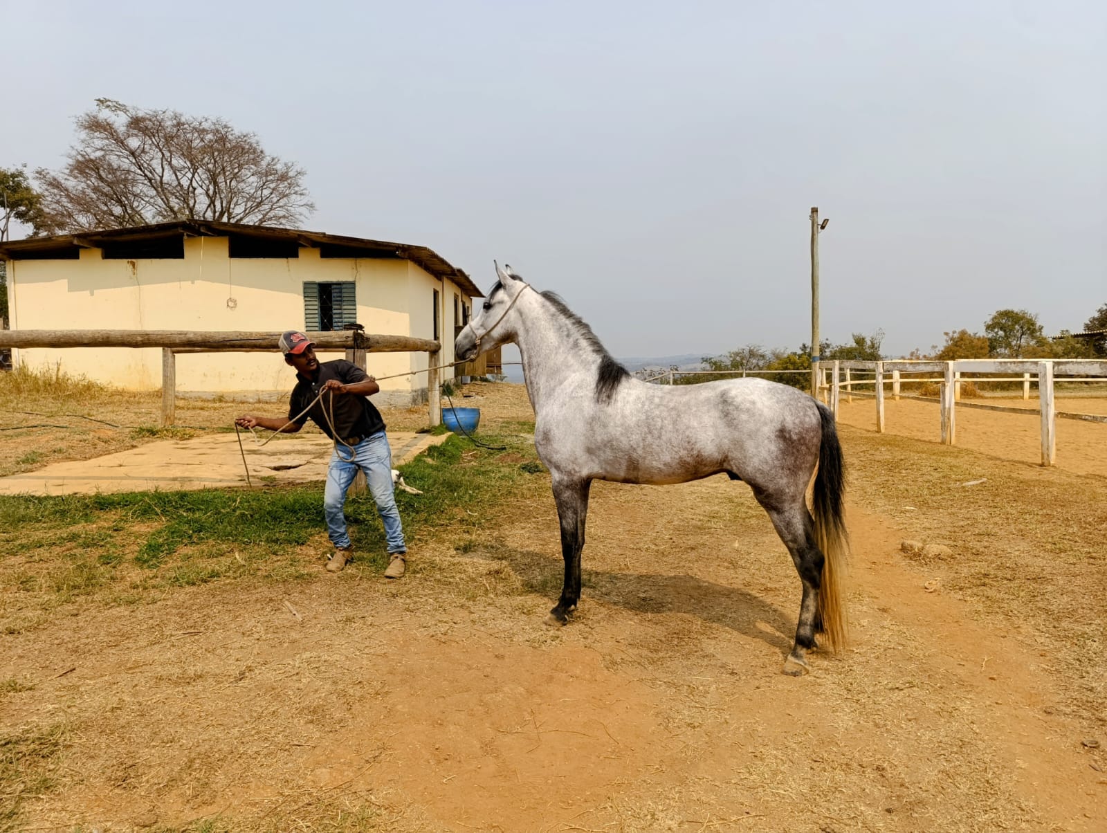 Cavalo preço mangalarga marchador