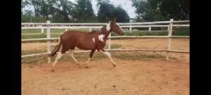 Cotra castanha pampa