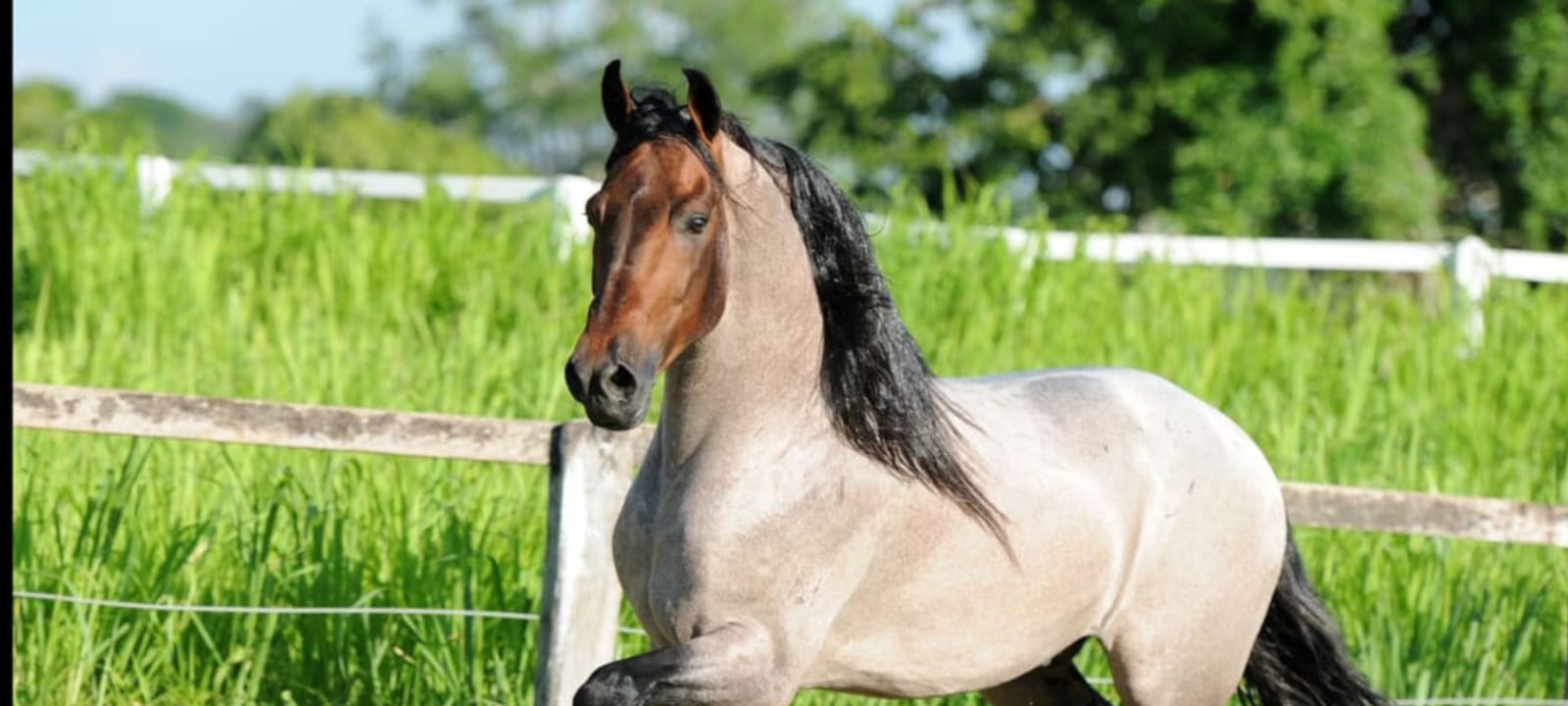 Cavalo Mangalarga Marchador Rosilho pelagens