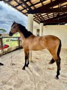 Cavalo mangalarga baio